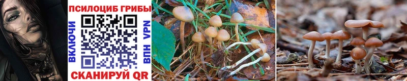 Галлюциногенные грибы MAGIC MUSHROOMS  Купить закладки  Красновишерск 